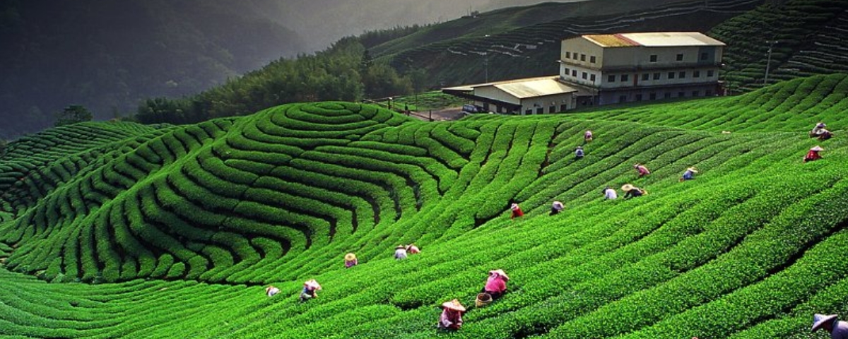 Herbaty Sikkim pochodzą z kontrolowanych upraw organicznych.