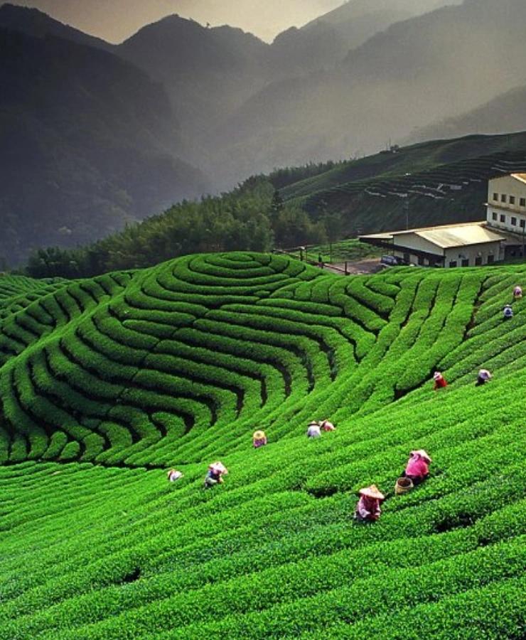 Herbaty Sikkim pochodzą z kontrolowanych upraw organicznych.