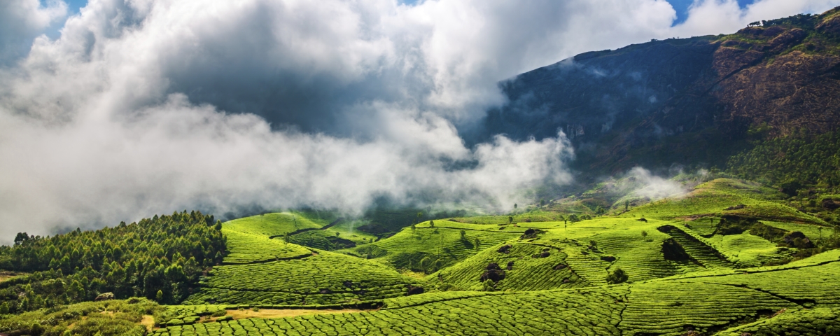 Herbaty Sikkim są sprowadzane bezpośrednio z ogrodów herbacianych.