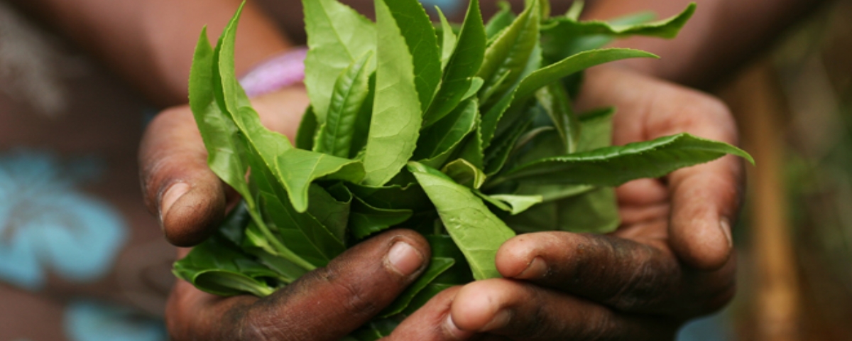 Herbaty Sikkim są sprowadzane z zachowaniem procedur Fair Trade.