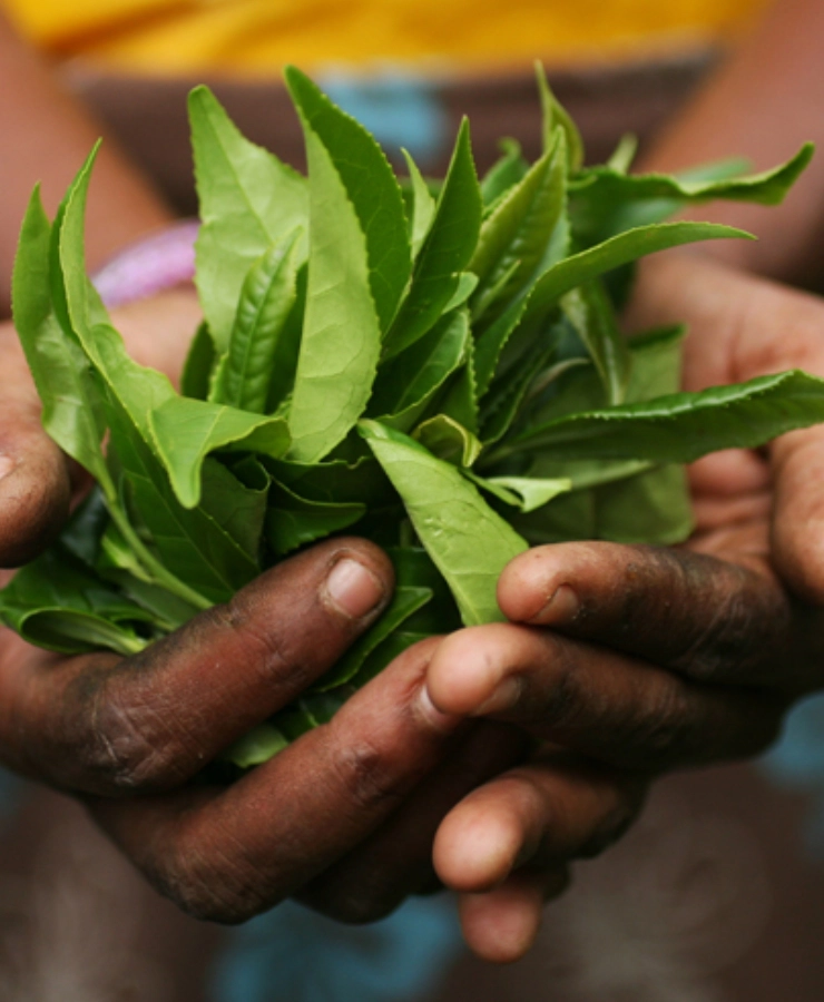 Herbaty Sikkim są sprowadzane z zachowaniem procedur Fair Trade.