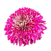 Chrysanthemum Flower