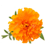 Marigold Blossom