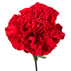 Carnation Flower