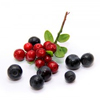 Red Bilberry
